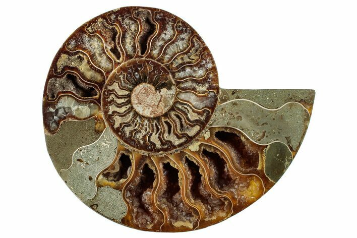Cut & Polished Ammonite Fossil (Half) - Madagascar #282613